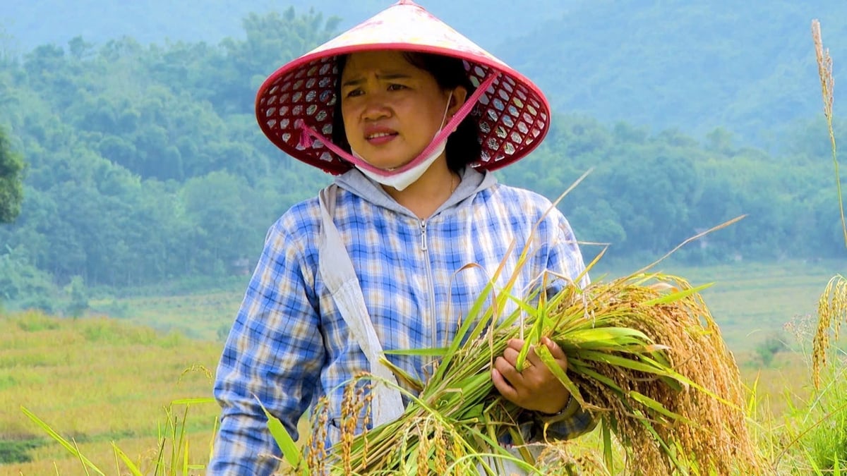 Chị Nồng là cầu nối đưa nếp Cay Nọi đến với thị trường nhiều tỉnh thành. Ảnh: Thanh Tâm.