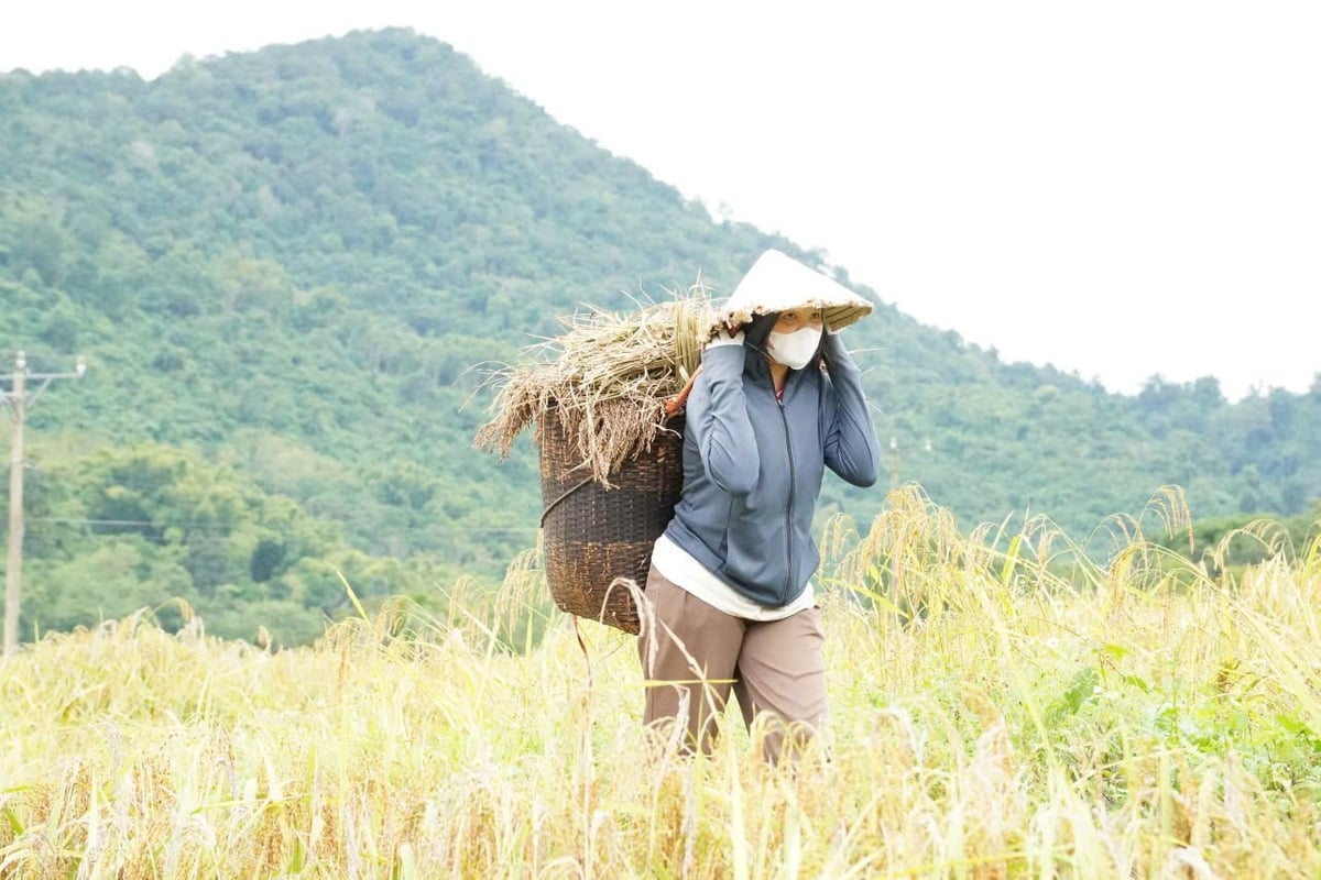 Nếp Cay Nọi giúp nhiều nông dân ở xã Quang Chiểu có thu nhập ổn định, tiến tới thoát nghèo. Ảnh: Thanh Tâm.