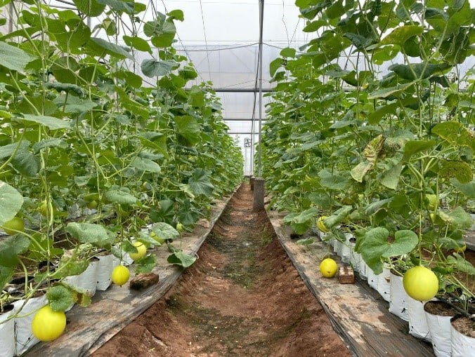 Thái Bình phát triển mô hình trồng dưa thơm và hoa công nghệ cao- Ảnh 1.