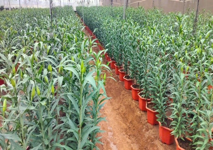 Thái Bình phát triển mô hình trồng dưa thơm và hoa công nghệ cao- Ảnh 2.