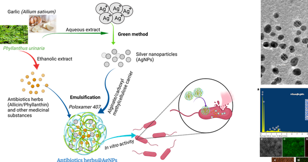 Nghiên cứu kháng sinh nano trong chăn nuôi gia cầm: Giải pháp mới hướng tới nông nghiệp an toàn, bền vững