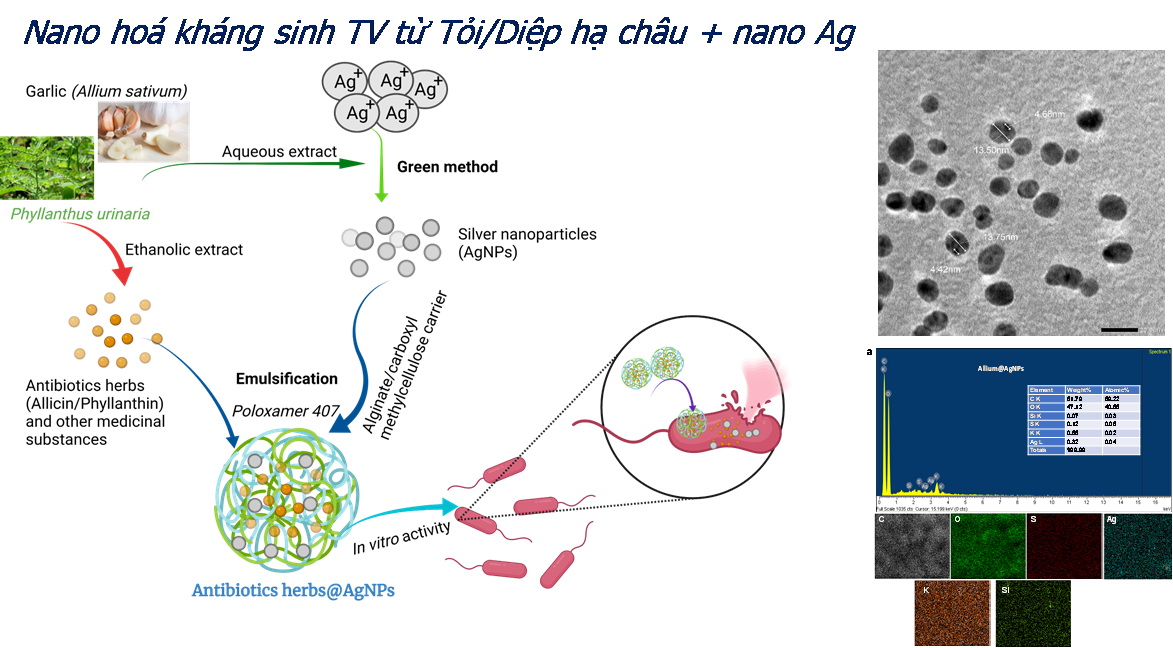 Nghiên cứu kháng sinh nano trong chăn nuôi gia cầm: Giải pháp mới hướng tới nông nghiệp an toàn, bền vững- Ảnh 1.