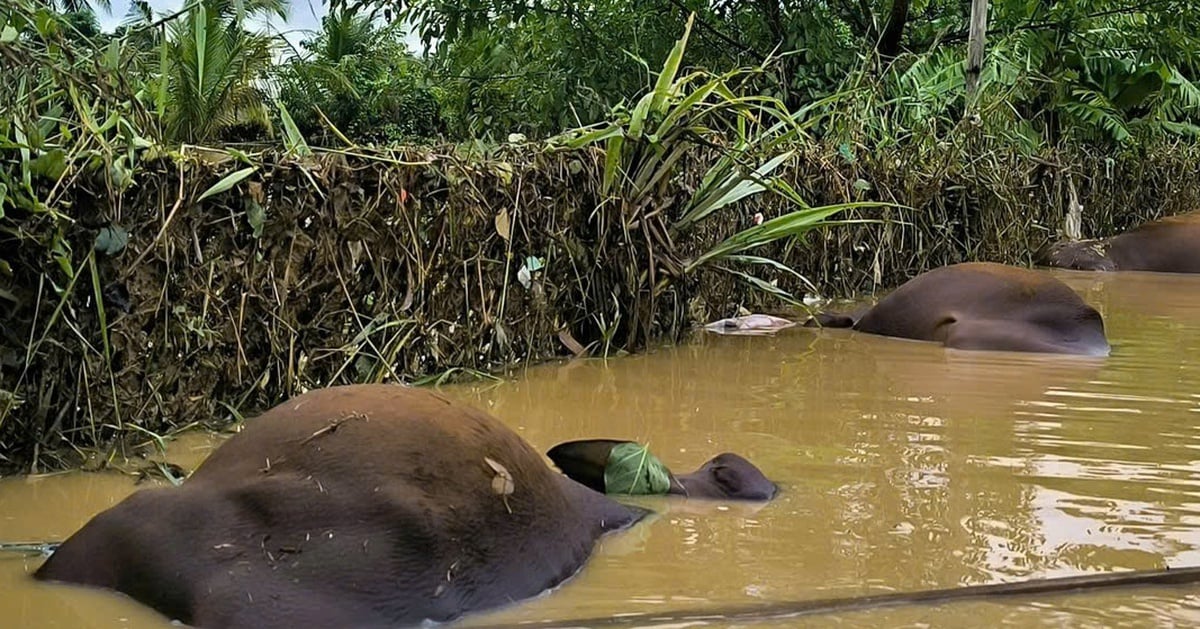 Nguy cơ bùng phát các bệnh truyền nhiễm sau lũ tại tỉnh Gia Lai và Lâm Đồng rất lớn