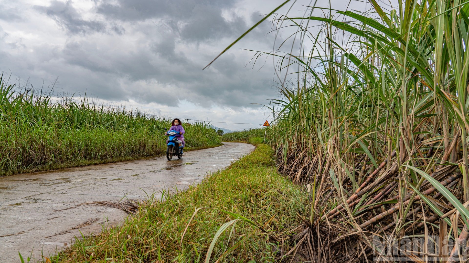 لا يمكن حصاد عشرات الهكتارات من قصب السكر - المنتج الزراعي الرئيسي في القرية - لأنه فسد بسبب نقعه في الماء لفترة طويلة. ndo_br_ss13.jpg