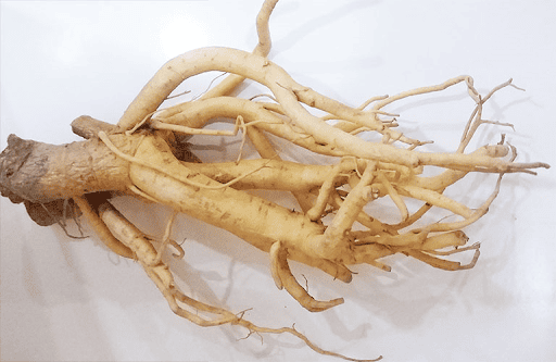 Lá và rễ đinh lăng có tác dụng gì?- Ảnh 1.