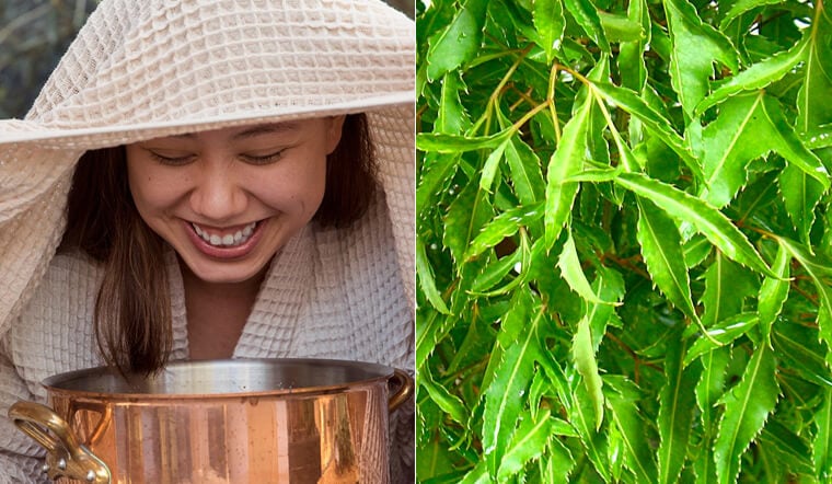 Lá và rễ đinh lăng có tác dụng gì?- Ảnh 3.