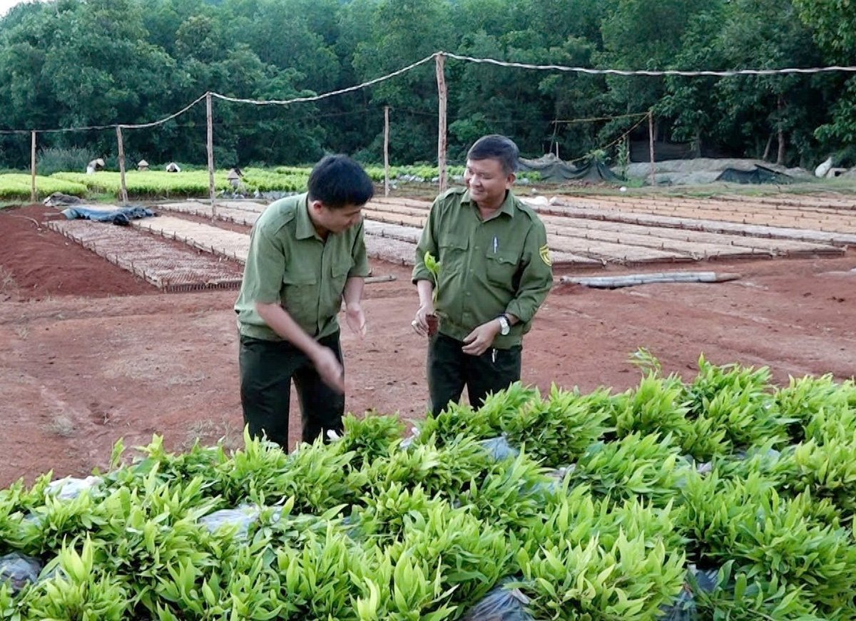 Chuẩn bị cây giống để trồng rừng sản xuất ở Ban Quản lý rừng phòng hộ Xuân Lộc, Đồng Nai. Ảnh: Nguyễn Thủy.