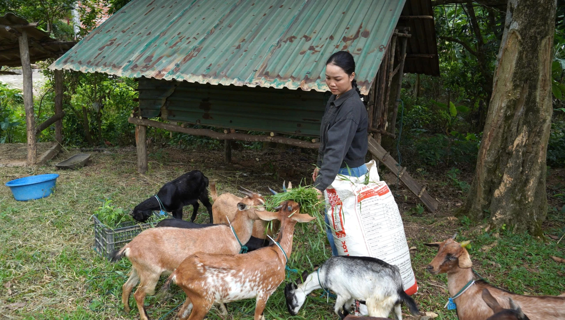 Com empréstimos subsidiados, além de criar vacas, a Sra. Ho Thi Bich corajosamente criou um rebanho de cabras para desenvolver a economia - Foto: L.T.