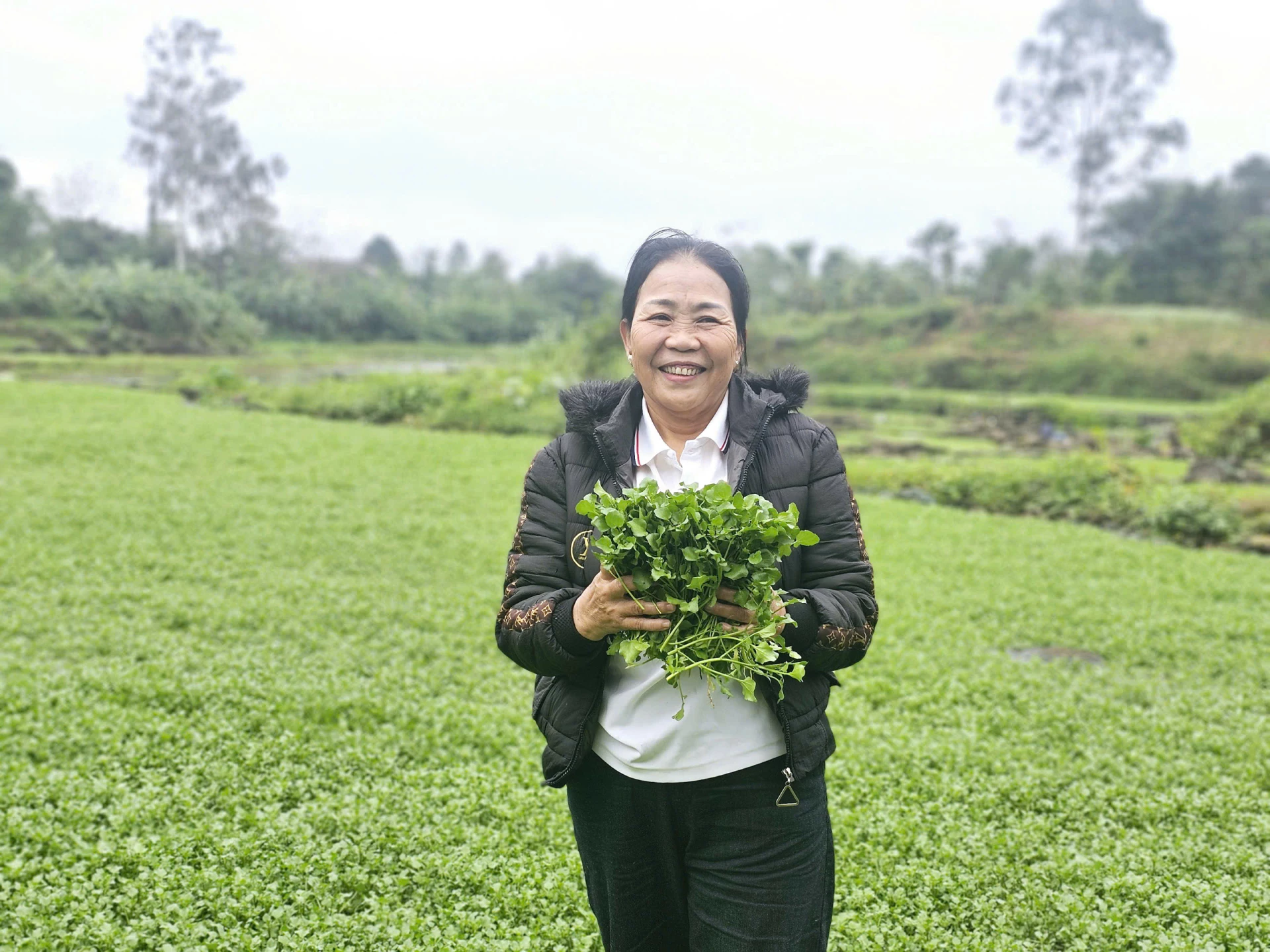 Rau liệt mang lại giá trị kinh tế cao cho người dân ở xã Cồn Tiên - Ảnh: T.T