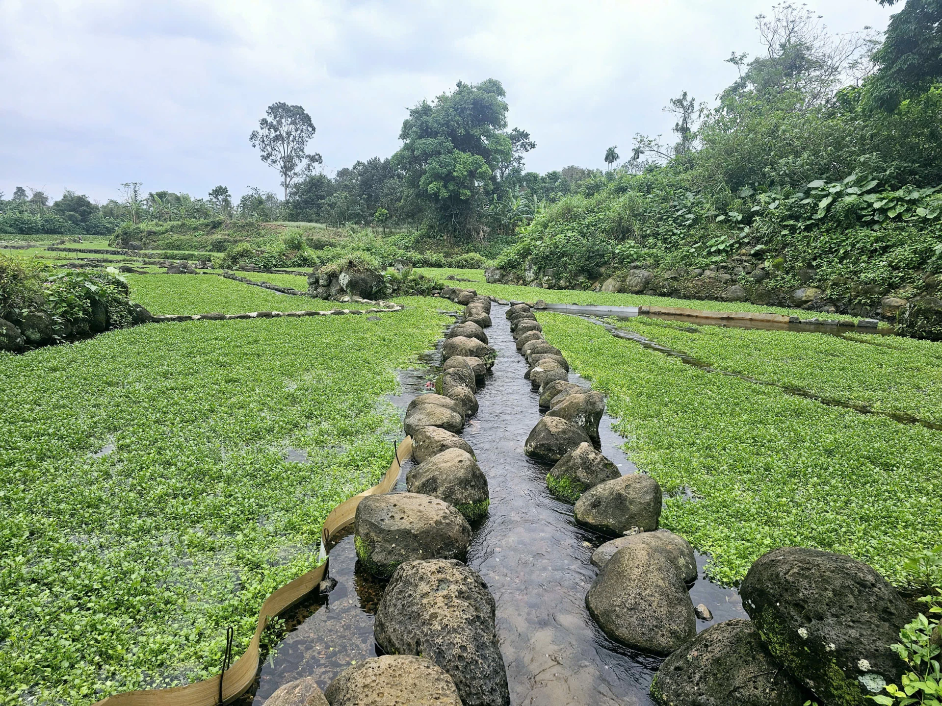Nguồn nước mát lành từ hệ thống giếng cổ là điều kiện để rau liệt sinh trưởng tốt - Ảnh: T.T