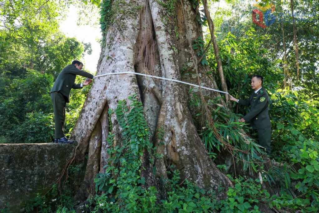 Quang Duc kommune koordinerte med skogvokterdistrikt 6 for å kartlegge og velge ut gamle trær som oppfyller standardene for å foreslå å hedre dem som kulturminnetrær.
