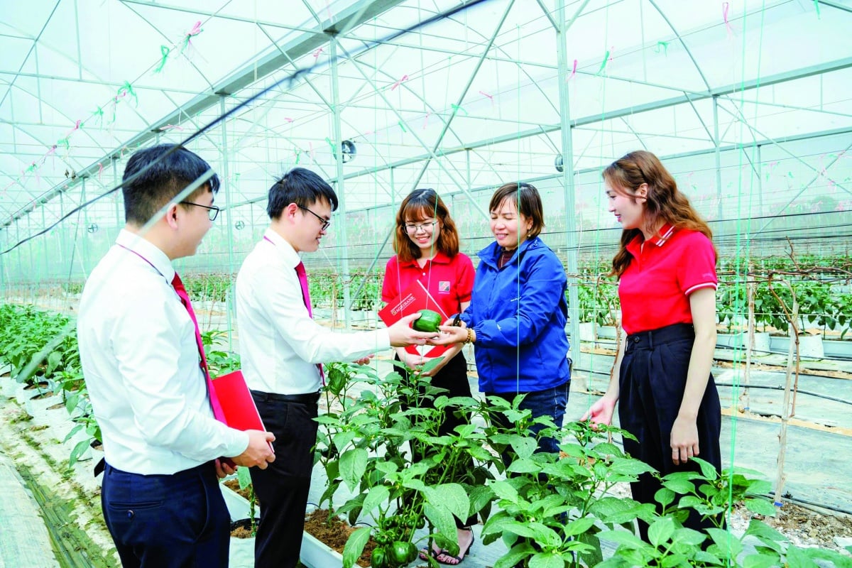 Cán bộ tín dụng của các ngân hàng luôn sâu sát, đảm bảo đồng vốn ngân hàng phát huy hiệu quả cao nhất