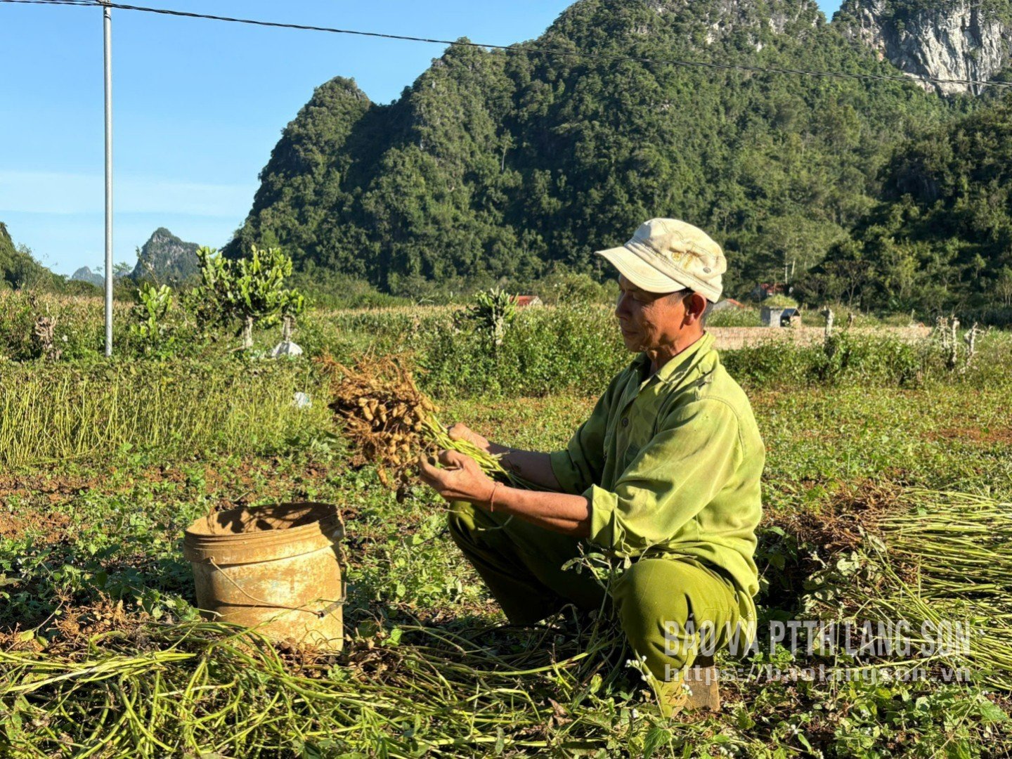 Les habitants de la commune de Bang Mac récoltent des arachides