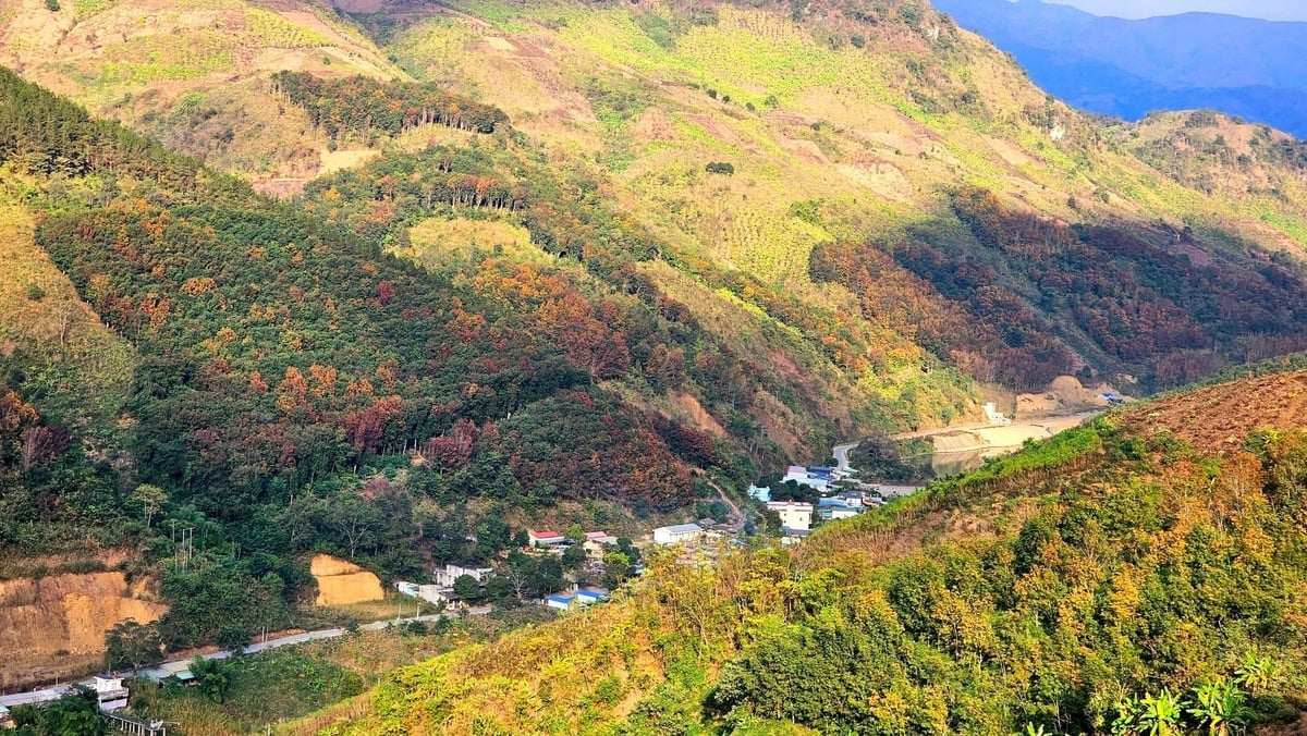 Lai Châu có lợi thế về rừng và các sản phẩm lâm nghiệp. Ảnh: Vạn Tâm.