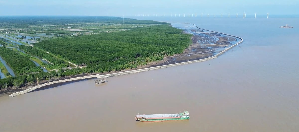 Đoạn Hố Gùi (bờ biển Đông) rừng đã tái sinh sau khi có kè ly tâm bảo vệ. Ảnh: Trọng Linh.