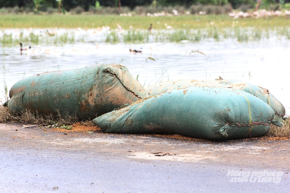Những bao lúa người dân xã Diên Điền dành dụm nay bị nước lũ làm hư hỏng, phải bỏ đi. Ảnh: Phương Chi.