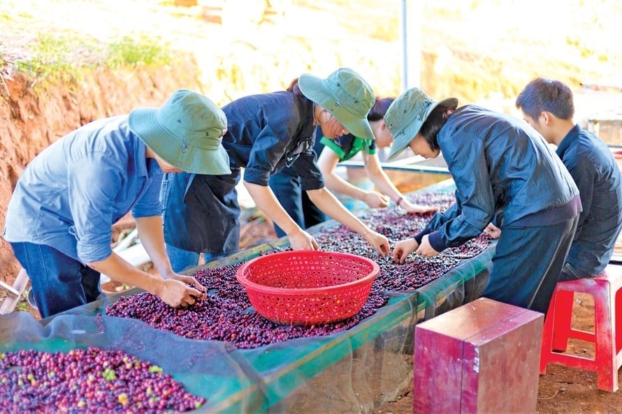 Theo anh Hoàng để có được hương vị cà phê thơm ngon thì quá trình chọn lựa từ khâu đầu vào cũng hết sức quan trọng. Ảnh: Phạm Hoài.