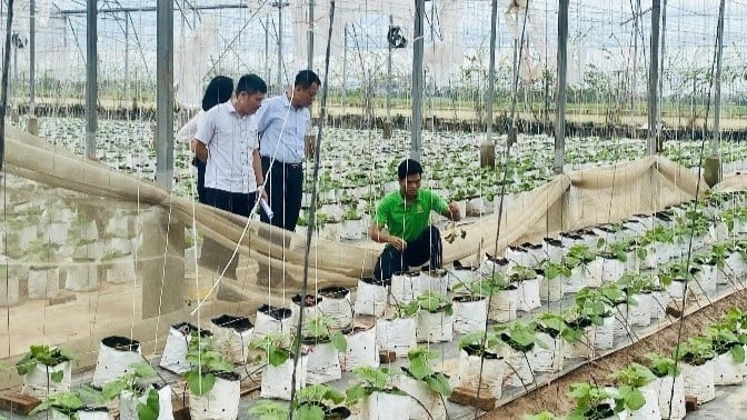 แบบจำลองการผลิตต้นกล้าแตงโม (แคนตาลูป, แตง)