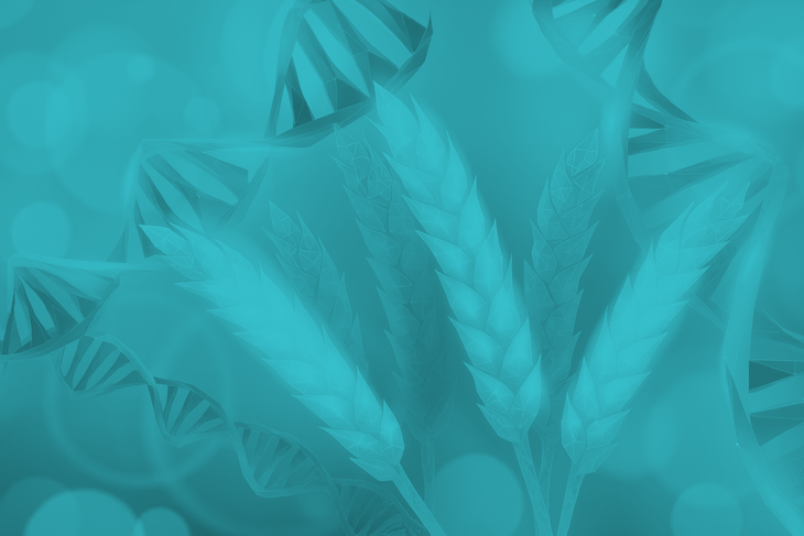 Unikátní geneticky modifikovaná pšenice má schopnost „vytvářet“ si vlastní hnojivo – Foto 1.