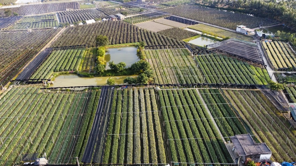 탄호아의 가장 큰 꽃 마을에 있는 농부들은 설날을 준비하느라 바쁘다.