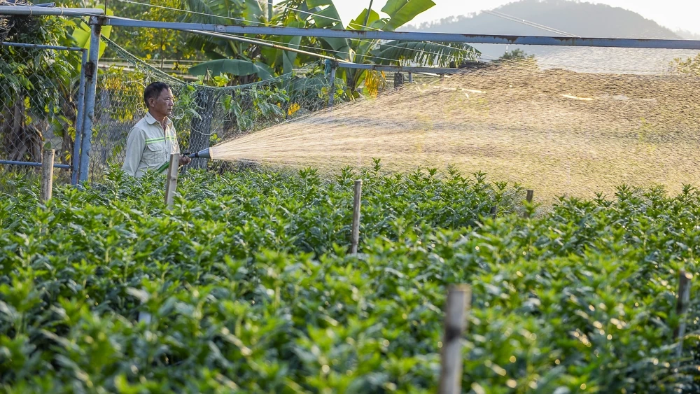탄호아의 가장 큰 꽃 마을에 있는 농부들은 설날을 준비하느라 바쁘다.