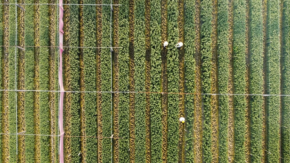 탄호아의 가장 큰 꽃 마을에 있는 농부들은 설날을 준비하느라 바쁘다.