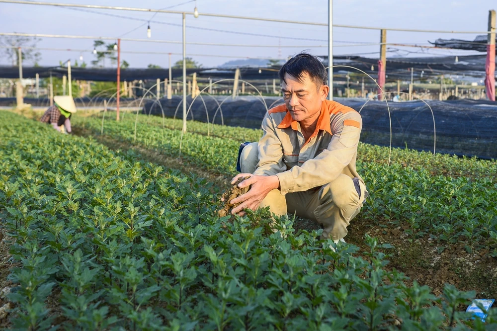 탄호아의 가장 큰 꽃 마을에 있는 농부들은 설날을 준비하느라 바쁘다.