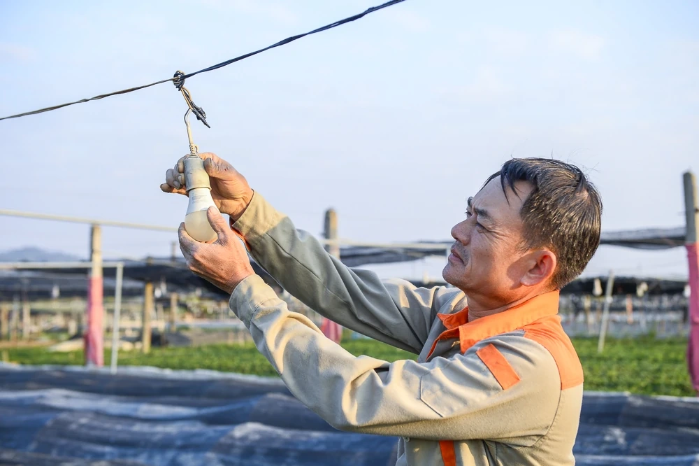 탄호아의 가장 큰 꽃 마을에 있는 농부들은 설날을 준비하느라 바쁘다.