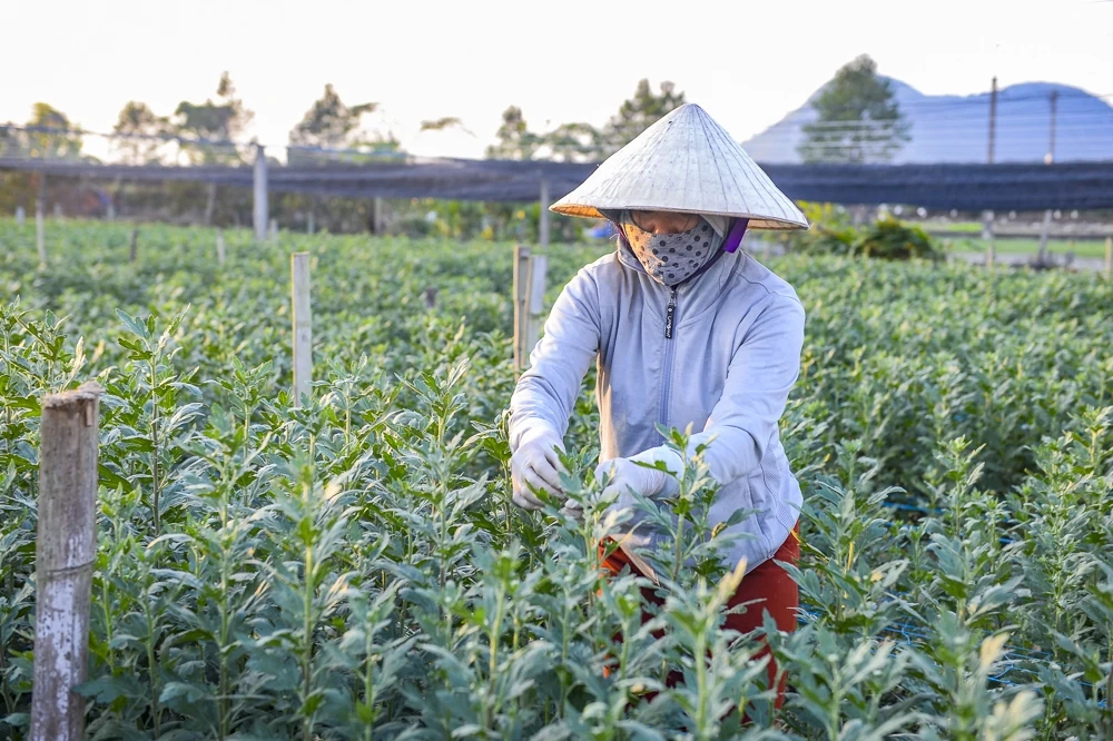 탄호아의 가장 큰 꽃 마을에 있는 농부들은 설날을 준비하느라 바쁘다.