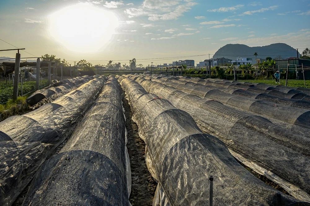 탄호아의 가장 큰 꽃 마을에 있는 농부들은 설날을 준비하느라 바쁘다.