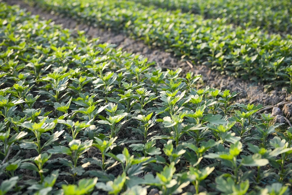 탄호아의 가장 큰 꽃 마을에 있는 농부들은 설날을 준비하느라 바쁘다.