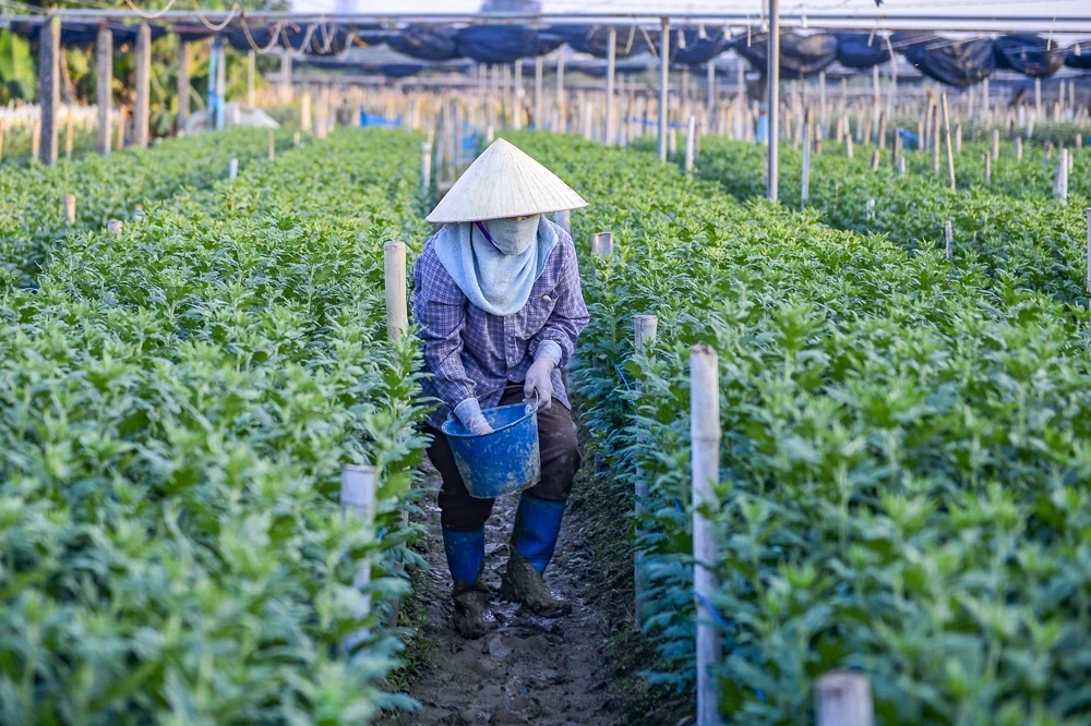 탄호아의 가장 큰 꽃 마을에 있는 농부들은 설날을 준비하느라 바쁘다.