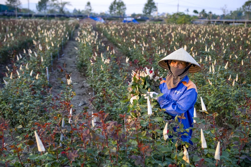 탄호아의 가장 큰 꽃 마을에 있는 농부들은 설날을 준비하느라 바쁘다.
