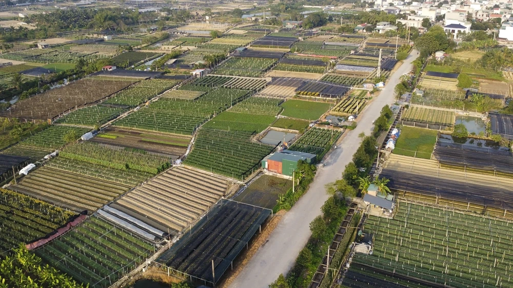 탄호아의 가장 큰 꽃 마을에 있는 농부들은 설날을 준비하느라 바쁘다.