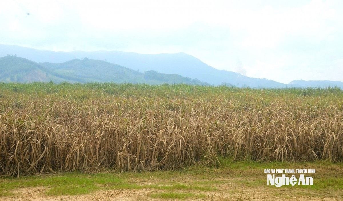 প্লাবিত আখ