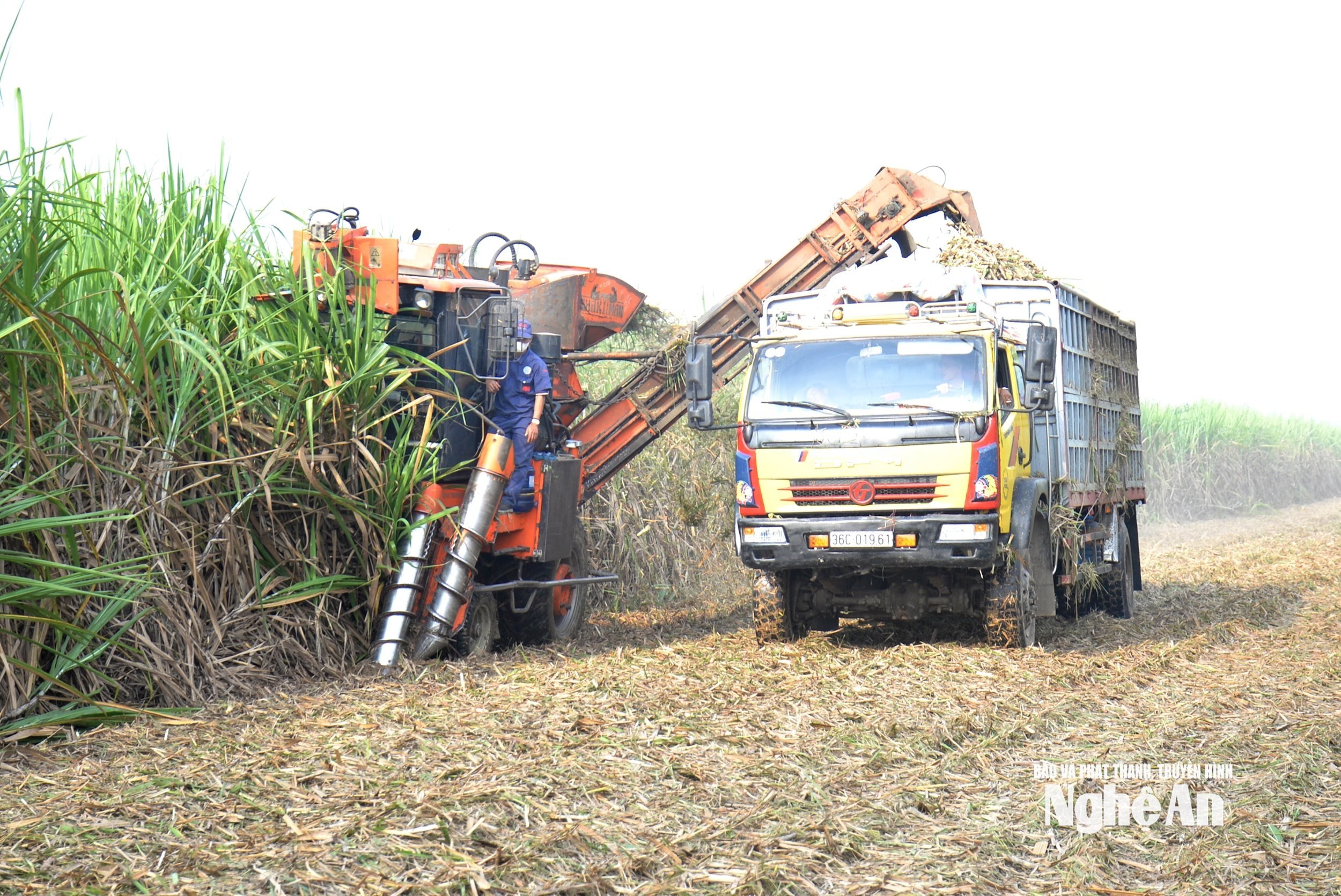 তান কি আখের কাঁচামাল এলাকায় কম্বাইন মেশিনের মাধ্যমে আখ কাটা। ছবি: জুয়ান হোয়াং