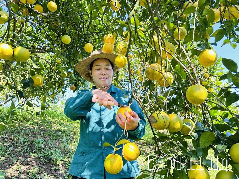 Пов'язування ланцюгів створення вартості, створення імпульсу для сталого розвитку сільського господарства