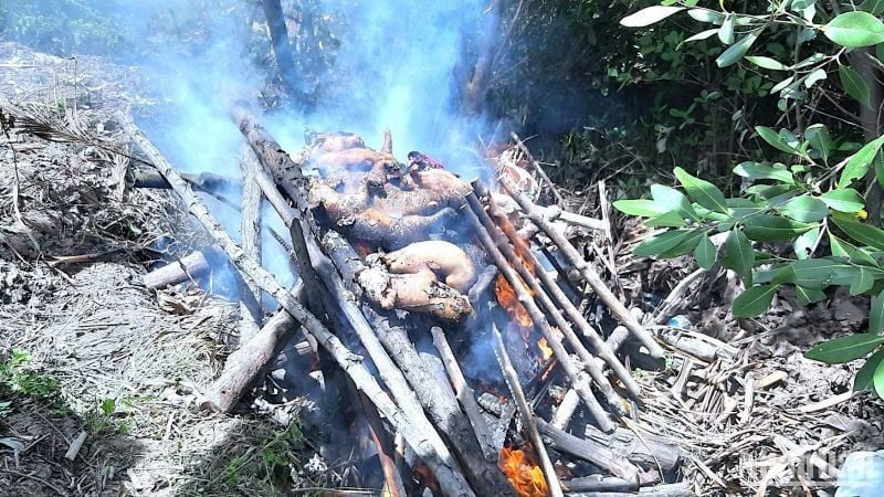 Locuitorii din Ca Mau au distrus în mod proactiv porcii suspectați de a fi infectați cu pestă porcină africană în timpul pandemiei de Covid-19 din 2021. (Foto: Nhan Dan Newspaper)