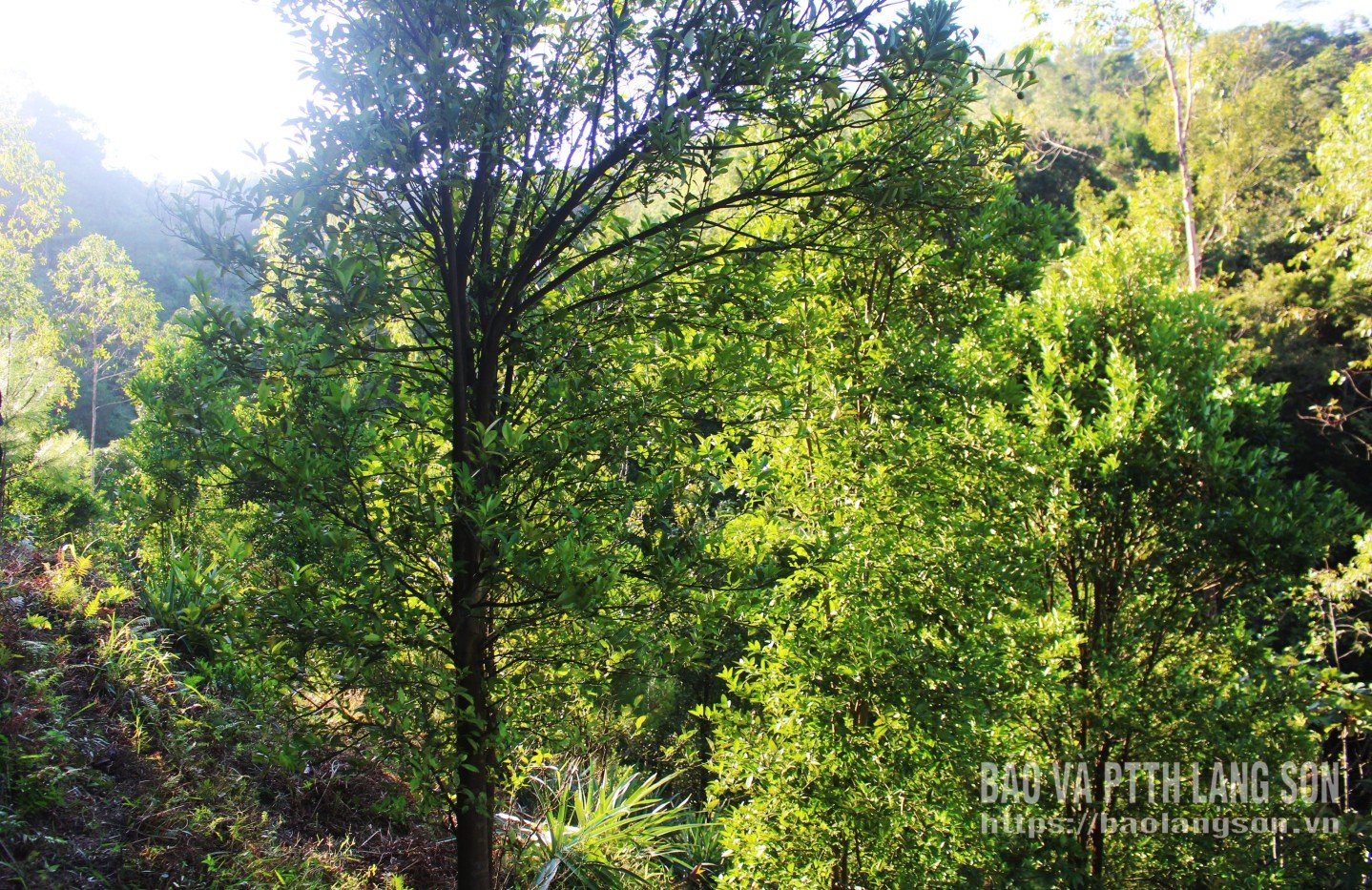 Celá obec Mau Son má v současnosti více než 70 hektarů divokých citroníků, vysazených mezi anýzovými lesy na horských svazích. Jedná se o jednu z hlavních plodin, která lidem přináší významný zdroj příjmů. Dospělé divoké citroníky jsou vysoké asi 3 metry, mají rovné kmeny, malé listy, mnoho trnů, tenké větve a řídce se rozkládají.