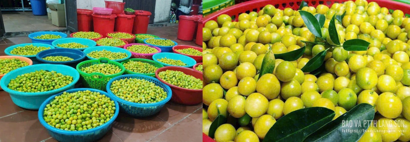 V roce 2025 se v důsledku vlivu počasí a některých objektivních faktorů produkce divokých citronů ve srovnání s předchozími lety výrazně snížila. Výkupní cena však zůstala stabilní na úrovni kolem 40 000 VND/kg. Družstvo doposud nakoupilo přibližně 5 tun divokých citronů ke zpracování různých produktů, z čehož přibližně 60 % je určeno na výrobu džemu z divokých citronů.