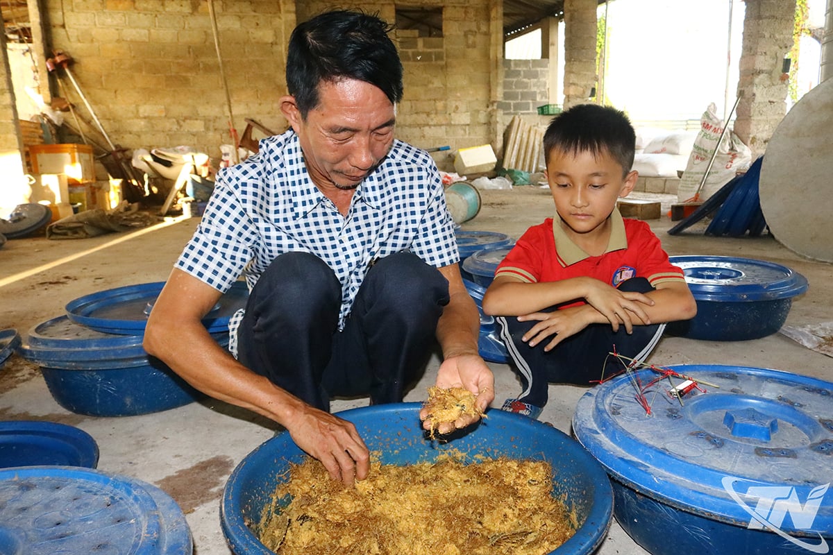 מר צ'ו ואן קוואן מדריך את בנו כיצד לטפל בתולעי קוקוס.