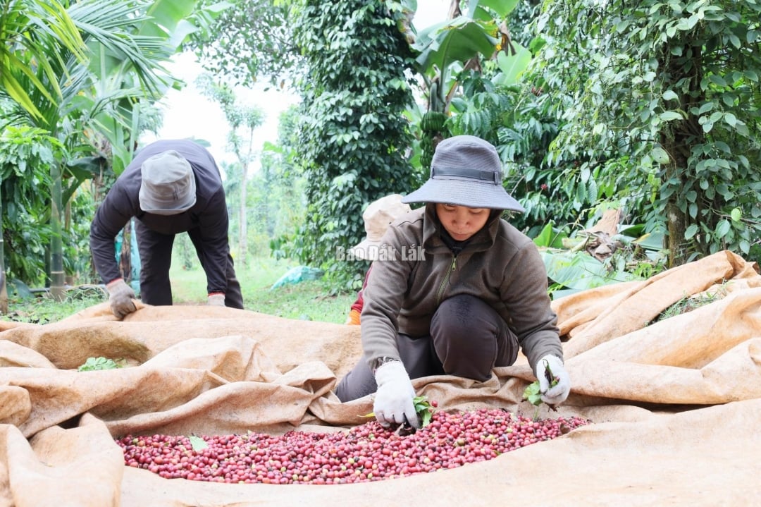 Yêu cầu tỷ lệ quả chín khi hái phải đạt trên 85%.