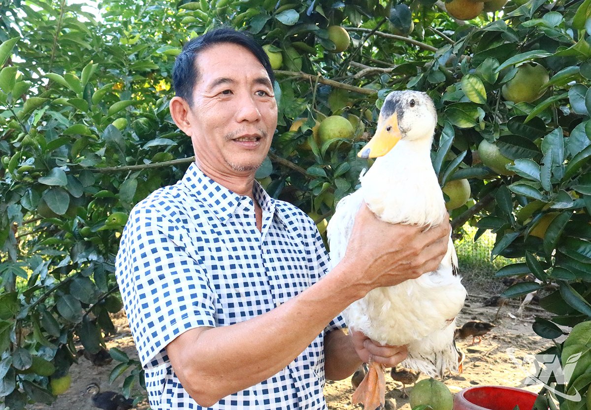 בשנת 2025, מר צ'ו ואן קוואן מכר יותר מ-7,000 ברווזים וקניונים, והשיג הכנסה כוללת מברווזים של כמעט 1.2 מיליארד דונג וייטנאמי.