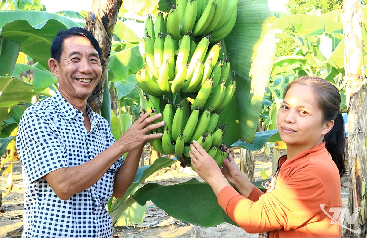 מר צ'ו ואן קוואן ואשתו שמחים על פירות עמלם.
