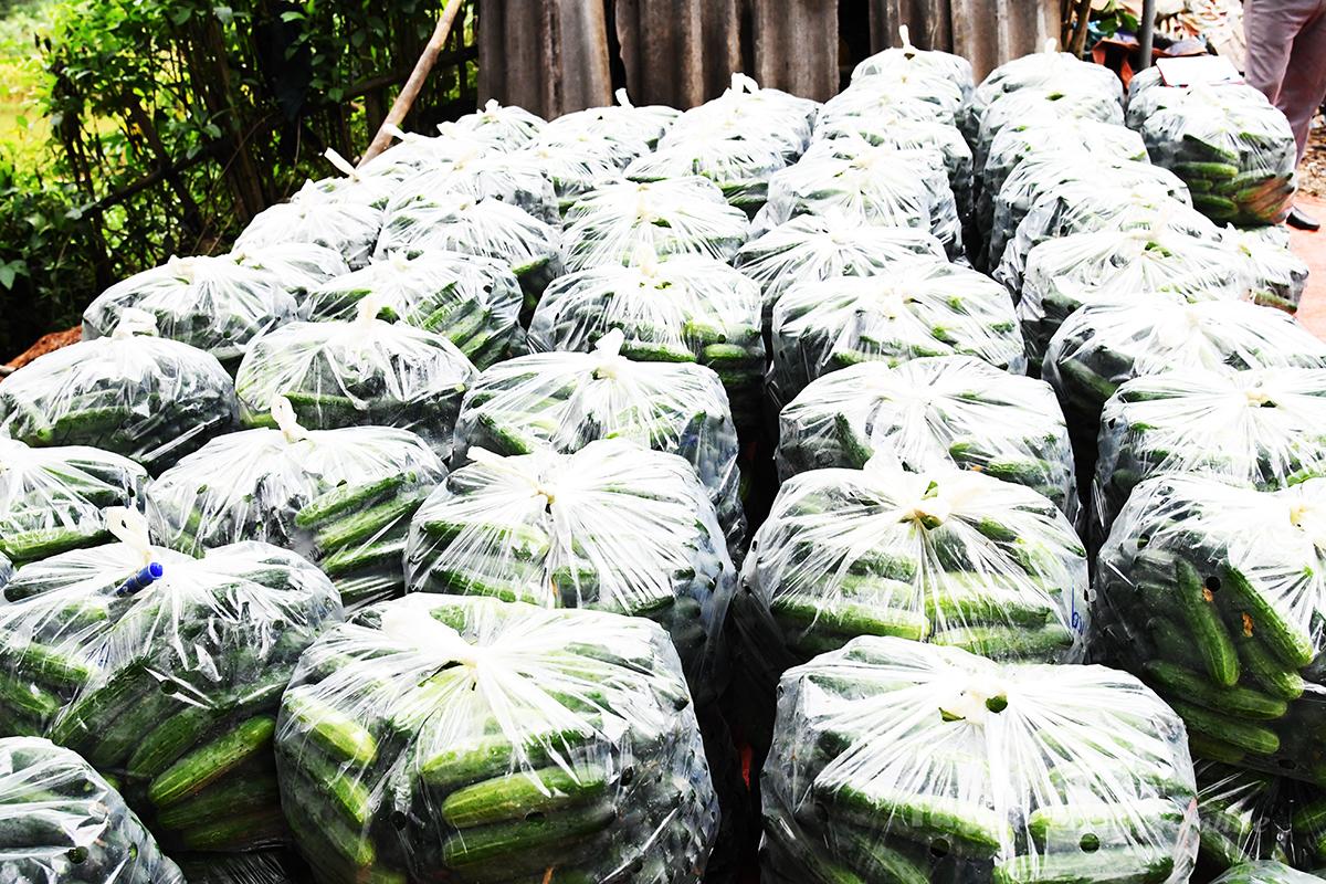 Los melones se cosechan y se envasan cuidadosamente antes de venderse.