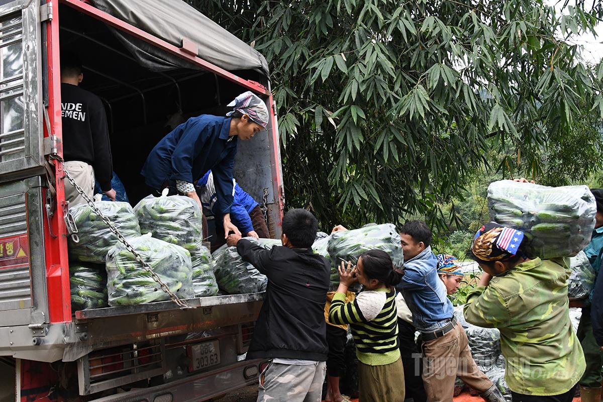 Los pepinos se compran por unidades en el campo.