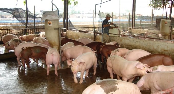 Giá heo hơi hôm nay 25/11/2025 ở ba miền mới nhất