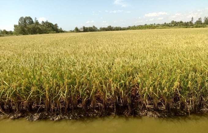 Cập nhật giá lúa gạo hôm nay 25/11/2025 mới nhất. Ảnh minh họa