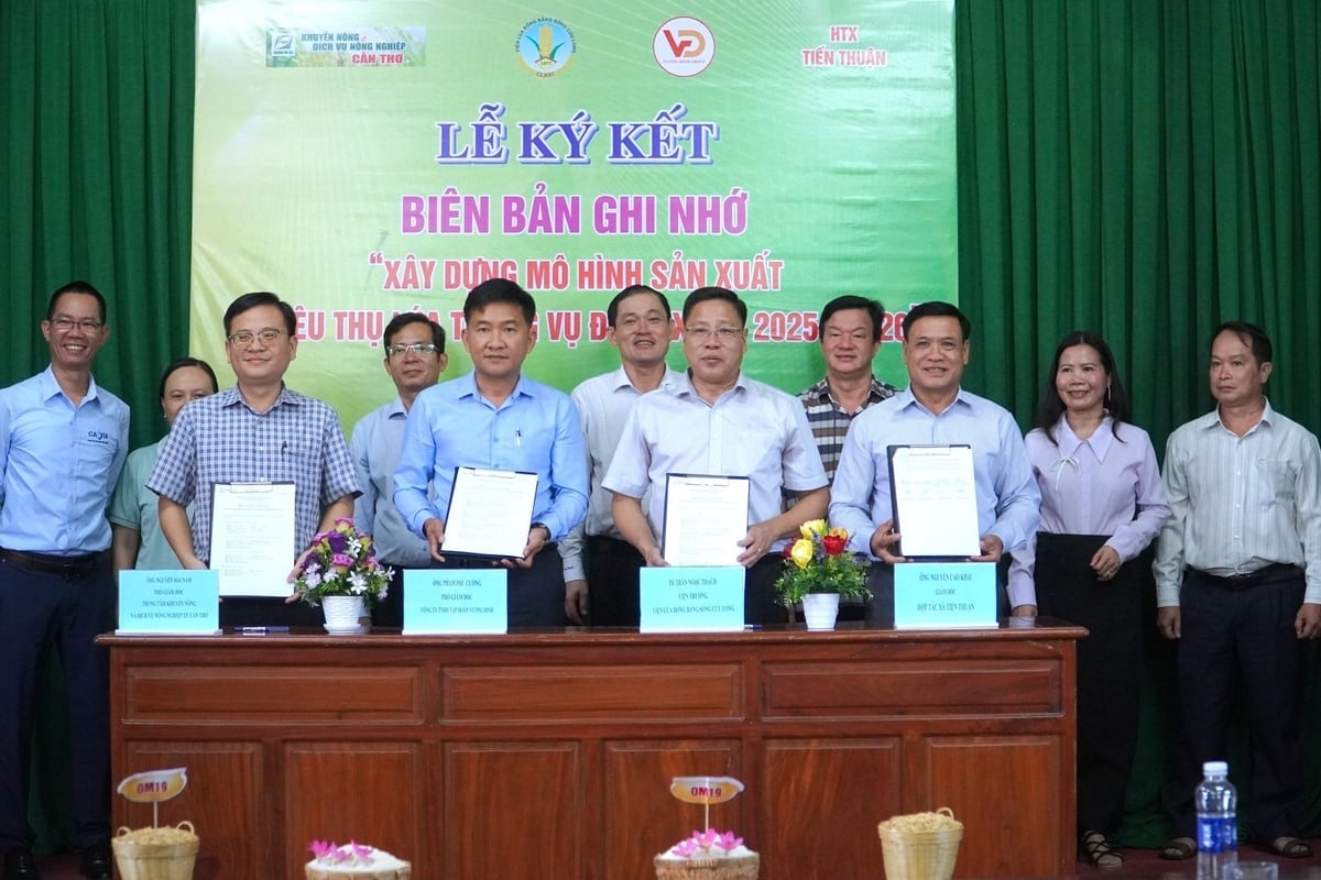 Lễ ký kết biên bản ghi nhớ xây dựng mô hình thử nghiệm giống lúa thơm OM19. Ảnh: Kim Anh.