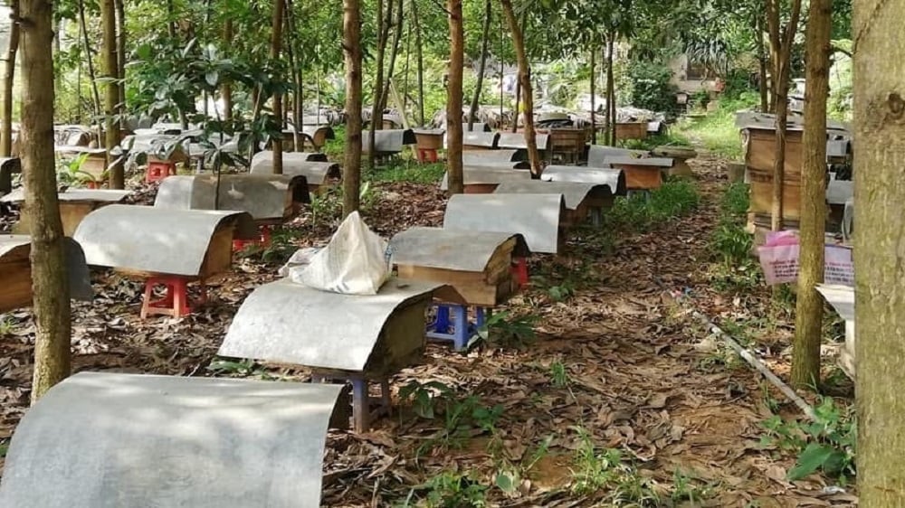 Mô hình nuôi ong dưới tán rừng là một trong những mô hình khá thành công ở huyện Sơn Động, tỉnh Bắc Giang (cũ). Ảnh: Dũng Thiệu.